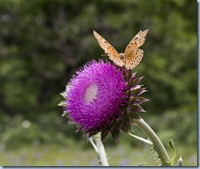 Thistle with Butterfly by Cassandra E Adamson