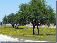 2012-04-17 TX, On the Road - Wildflowers in Bloom (4)